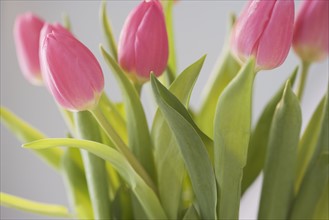 Still life of tulips. Date : 2006