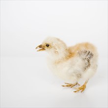 Closeup of a baby chick. Date : 2006