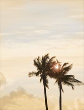 Sunlit palm trees. Date : 2006
