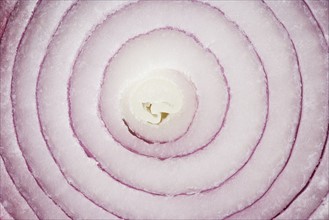 Still life of a slice of onion. Date : 2006