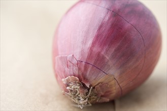 Still life of a red onion. Date : 2006