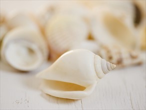 Closeup of seashell. Date : 2006