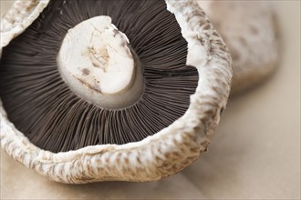 Still life of a mushroom. Date : 2006