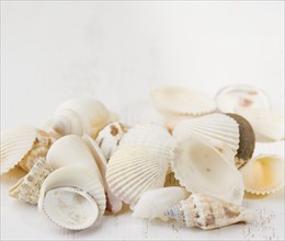 Closeup of seashells. Date : 2006