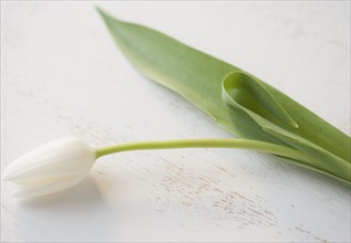 A single white tulip. Date : 2006