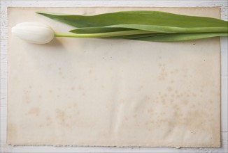 A single white tulip. Date : 2006