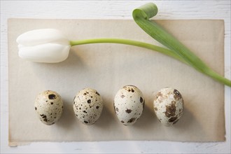 Still life of tulip and speckled eggs. Date : 2006