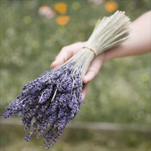 Hands holding a bunch of  lavender. Date : 2006