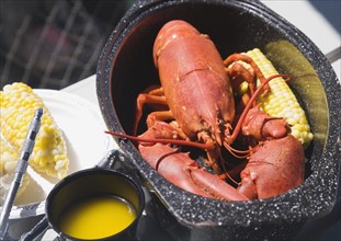 Cooked lobster in pot, Maine, United States. Date : 2007