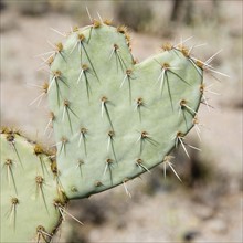 Close up of heart-shaped cactus, Arizona, United States. Date : 2007