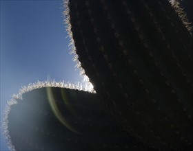 Sun shining behind cactus, Arizona, United States. Date : 2007