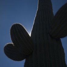 Silhouette of cactus, Arizona, United States. Date : 2007
