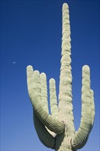 Low angle view of cactus, Arizona, United States. Date : 2007
