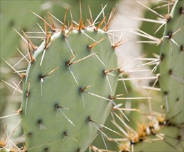 Close up of cactus, Arizona, United States. Date : 2007