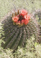 Close up of cactus with flower, Arizona, United States. Date : 2007