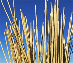 Low angle of bamboo stalks. Date : 2007