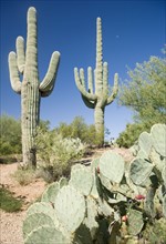 Assorted cactus in desert, Arizona, United States. Date : 2007