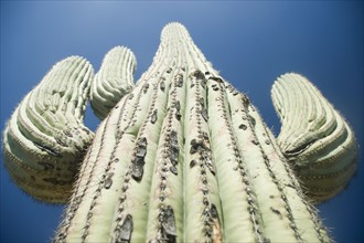 Low angle view of cactus, Arizona, United States. Date : 2007