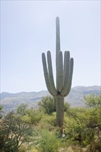 Cactus with mountain in background, Arizona, United States. Date : 2007
