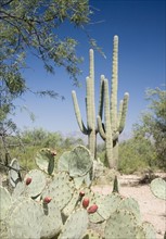 Assorted cactus in desert, Arizona, United States. Date : 2007