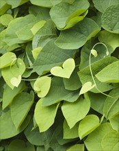 Close up of heart-shaped leaves, Maine, United States. Date : 2007