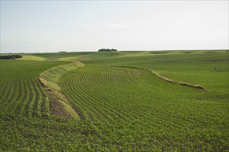 View of corn field. Date : 2007