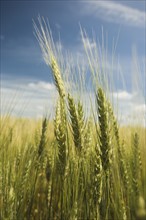 Close up of wheat in field. Date : 2007