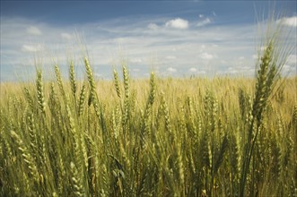 Close up of wheat in field. Date : 2007
