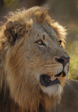 Close up of male lion. Date : 2007