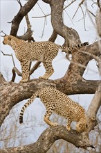 Cheetahs in tree, Greater Kruger National Park, South Africa. Date : 2007