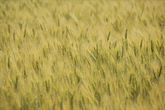 Close up of wheat field. Date : 2007
