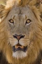 Close up of male lion. Date : 2007