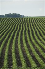 Rows of soy beans in field. Date : 2007