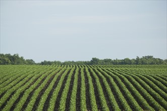 Rows of soy beans in field. Date : 2007