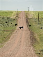 Cows on dirt road. Date : 2007