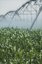 Irrigation over corn field. Date : 2007