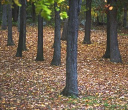 autumn scene . Date : 2007