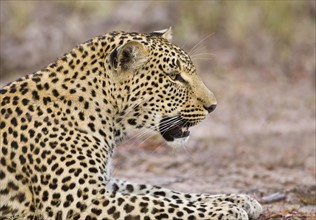 Leopard laying on ground, Greater Kruger National Park, South Africa. Date : 2007