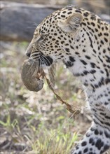 Leopard with food in mouth, Greater Kruger National Park, South Africa. Date : 2007