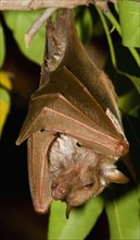Fruit bat hanging in tree, Greater Kruger National Park, South Africa. Date : 2007