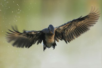 Reed Cormorant in flight, Marievale Bird Sanctuary, South Africa. Date : 2007