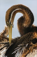 African Darter cleaning feathers, Marievale Bird Sanctuary, South Africa. Date : 2007
