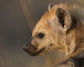 Close up of Spotted Hyaena, Greater Kruger National Park, South Africa. Date : 2007