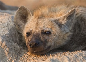 Close up of Spotted Hyaena, Greater Kruger National Park, South Africa. Date : 2007