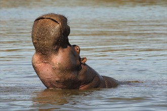 Hippopotamus in water, Greater Kruger National Park, South Africa. Date : 2007