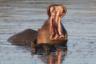 Hippopotamuses in water, Greater Kruger National Park, South Africa. Date : 2007