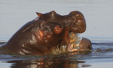 Hippopotamuses in water, Greater Kruger National Park, South Africa. Date : 2007