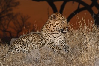 Leopard in grass, Greater Kruger National Park, South Africa . Date : 2007