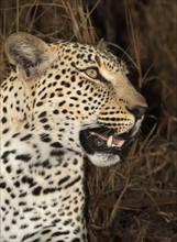 Close up of Leopard, Greater Kruger National Park, South Africa . Date : 2007