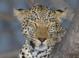 Close up of Leopard sleeping, Greater Kruger National Park, South Africa . Date : 2007